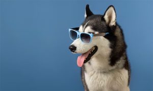 Read more about the article Khám phá giấc mơ thấy chó – Mơ thấy chó đánh con gì hợp lý